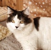 ミヌエット(長足)