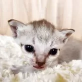 シンガプーラ