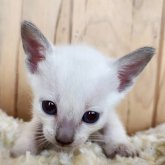 シャム(サイアミーズ)