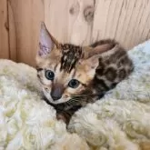 ベンガル