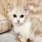 ミヌエット(短足)