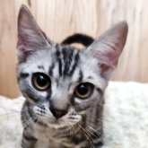 アメリカンショートヘア