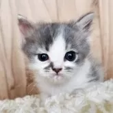 マンチカン(短足)