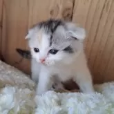 スコティッシュフォールド(折れ耳)【奈良県・女の子・2025年2月18日・ダイリュートキャリコ】の写真1