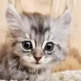 キンカロー