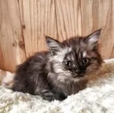 マンチカン(長足)