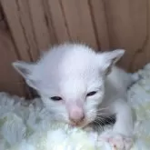シャム(サイアミーズ)