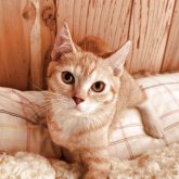 マンチカン(長足)