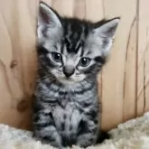 アメリカンショートヘア