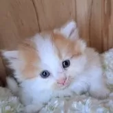 ミヌエット(長足)
