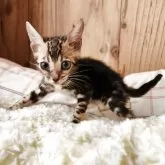 ベンガル【奈良県・女の子・2025年8月11日・ブラウンスポテッドタビー】の写真2