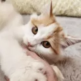 ミヌエット(長足)【奈良県・男の子・2025年3月19日・レッド&ホワイト】の写真2