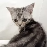 アメリカンショートヘア【奈良県・女の子・2025年3月22日・シルバータビー】の写真2