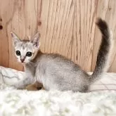 シンガプーラ【奈良県・女の子・2025年9月26日・セピアアグーティ】の写真2