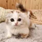 スコティッシュフォールド(折れ耳)【奈良県・女の子・2025年8月10日・キャリコ】の写真2