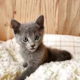 ロシアンブルー【奈良県・女の子・2025年9月10日・ブルー】の写真2