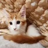 メインクーン【奈良県・女の子・2025年6月6日・レッドタビー&ホワイト】の写真2