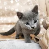 ロシアンブルー【奈良県・女の子・2025年9月10日・ブルー】の写真2