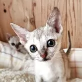 シンガプーラ【奈良県・男の子・2025年9月26日・セピアアグーティ】の写真2