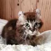 キンカロー【奈良県・男の子・2025年8月19日・ブラウンタビー&ホワイト】の写真2