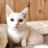 マンチカン(短足)【奈良県・女の子・2025年7月24日・ブラック&ホワイト】の写真2