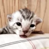 ベンガル【奈良県・男の子・2025年11月7日・シルバースポテッドタビー】の写真3