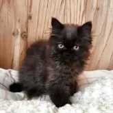 エキゾチックショートヘア【奈良県・男の子・2025年8月6日・ブラックスモーク】の写真3