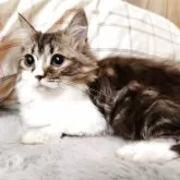 ミヌエット(短足)【奈良県・女の子・2025年4月14日・ブラウンタビー&ホワイト】の写真3