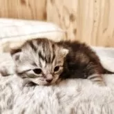 アメリカンショートヘア【奈良県・女の子・2025年11月24日・シルバータビー】の写真3