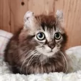 キンカロー【奈良県・男の子・2025年8月19日・ブラウンタビー&ホワイト】の写真3