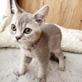 ブリティッシュショートヘア【奈良県・男の子・2025年6月1日・ブルータビー】の写真3