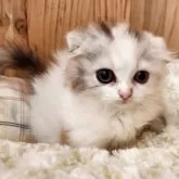 スコティッシュフォールド(折れ耳)【奈良県・女の子・2025年8月10日・キャリコ】の写真3