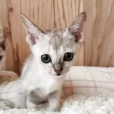 シンガプーラ【奈良県・男の子・2025年9月26日・セピアアグーティ】の写真3