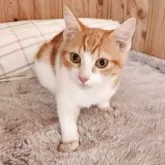 マンチカン(長足)【奈良県・女の子・2025年6月27日・レッドタビー&ホワイト】の写真3