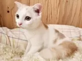 スコティッシュフォールド(折れ耳)【奈良県・男の子・2025年5月5日・クリームタビー&ホワイト】の写真3