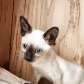 シャム(サイアミーズ)【奈良県・女の子・2025年9月15日・シールポイント】の写真3