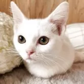 マンチカン(短足)【奈良県・女の子・2025年7月24日・ブラック&ホワイト】の写真3