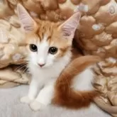 メインクーン【奈良県・女の子・2025年6月6日・レッドタビー&ホワイト】の写真3