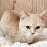 マンチカン(長足)【奈良県・女の子・2025年7月20日・レッドスポテッドタビー&ホワイト】の写真3