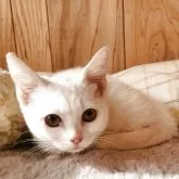 マンチカン(短足)【奈良県・女の子・2025年7月24日・ブラック&ホワイト】の写真4