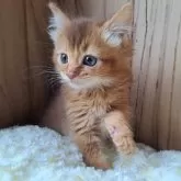 ソマリ【奈良県・女の子・2025年3月11日・ルディー】の写真4