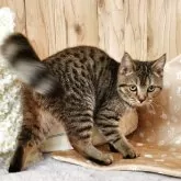 スコティッシュストレート【奈良県・女の子・2025年2月28日・ブラウンスポテッドタビー】の写真4