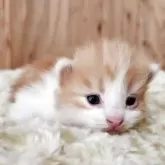 マンチカン(短足)【奈良県・男の子・2025年10月28日・レッド&ホワイト】の写真4