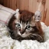 キンカロー【奈良県・男の子・2025年8月19日・ブラウンタビー&ホワイト】の写真4