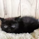 エキゾチックショートヘア【奈良県・男の子・2025年8月21日・ブラックスモーク】の写真4