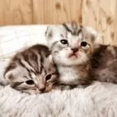 アメリカンショートヘア【奈良県・女の子・2025年11月24日・シルバータビー】の写真4「右の女の子です✨」