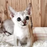 シンガプーラ【奈良県・男の子・2025年9月26日・セピアアグーティ】の写真4