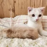 スコティッシュフォールド(折れ耳)【奈良県・男の子・2025年5月5日・クリームタビー&ホワイト】の写真4