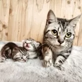 アメリカンショートヘア【奈良県・女の子・2025年11月24日・シルバータビー】の写真5