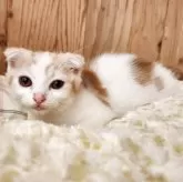 スコティッシュフォールド(折れ耳)【奈良県・男の子・2025年8月10日・クリームタビー&ホワイト】の写真5